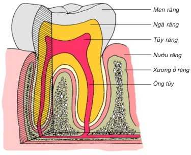 Vì sao răng bị mòn mặt nhai 2