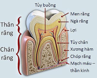 Cấu tạo của răng và quá trình hình thành sâu răng 1